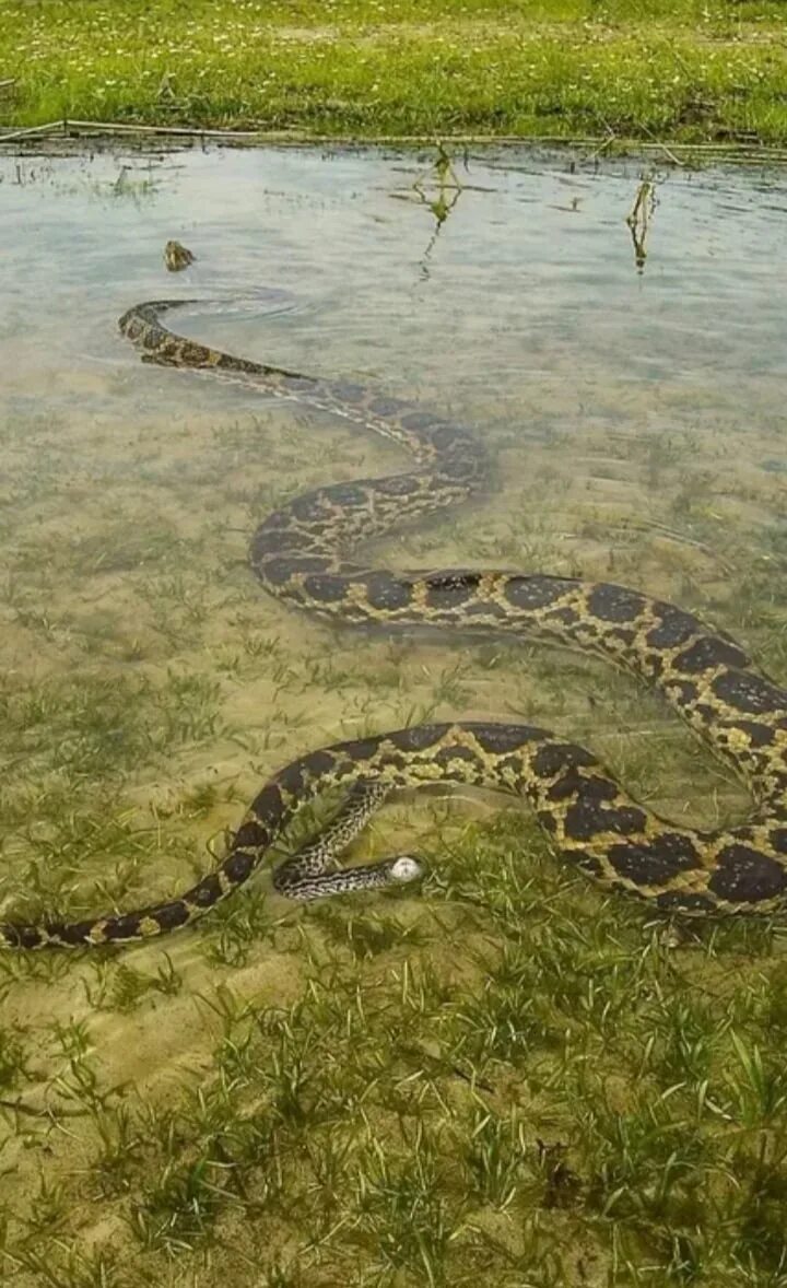 Большие змеи в воде