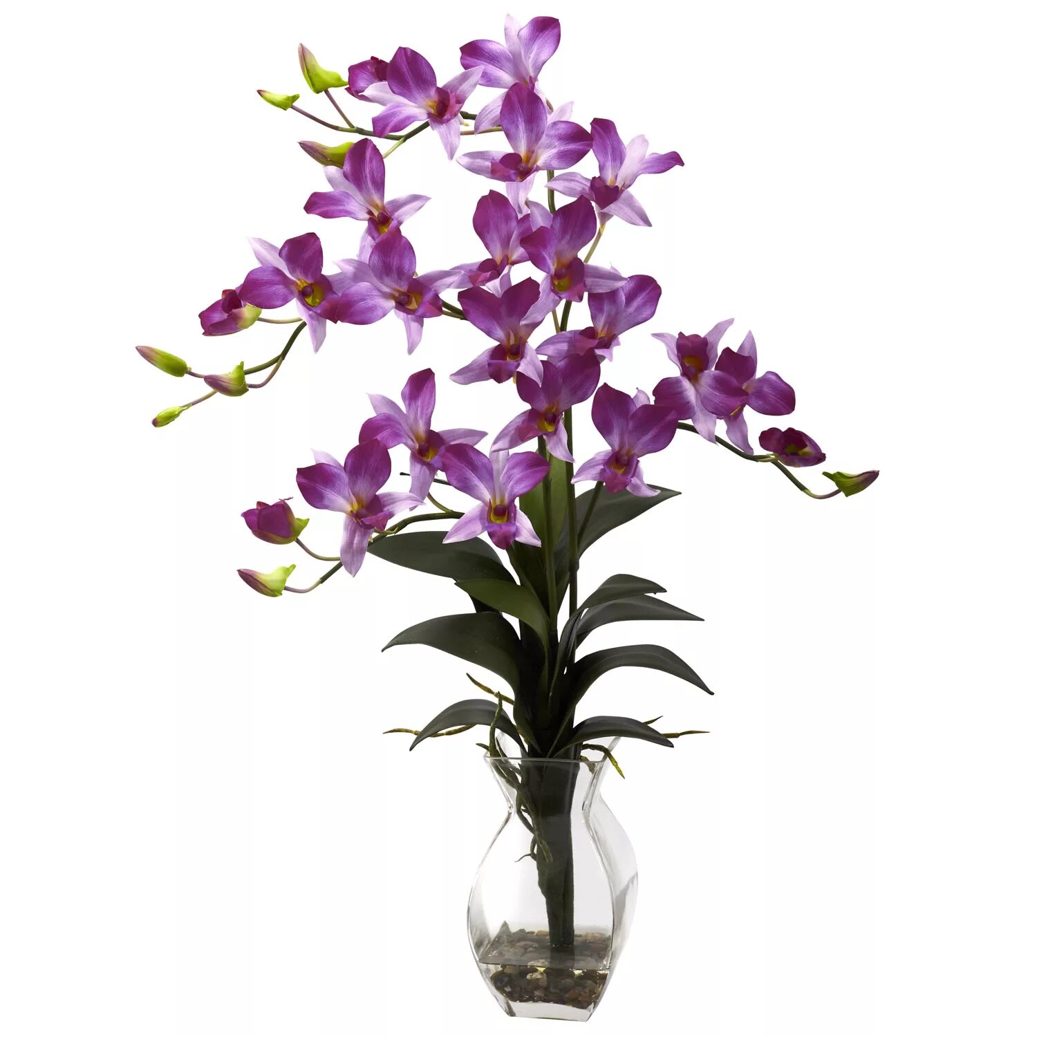 Орхидея купить в оренбурге. Орхидея Дендробиум (Dendrobium). Орхидея Дендробиум САНУК. Орхидея кустовая Дендробиум. Дендробиум фаленопсис.