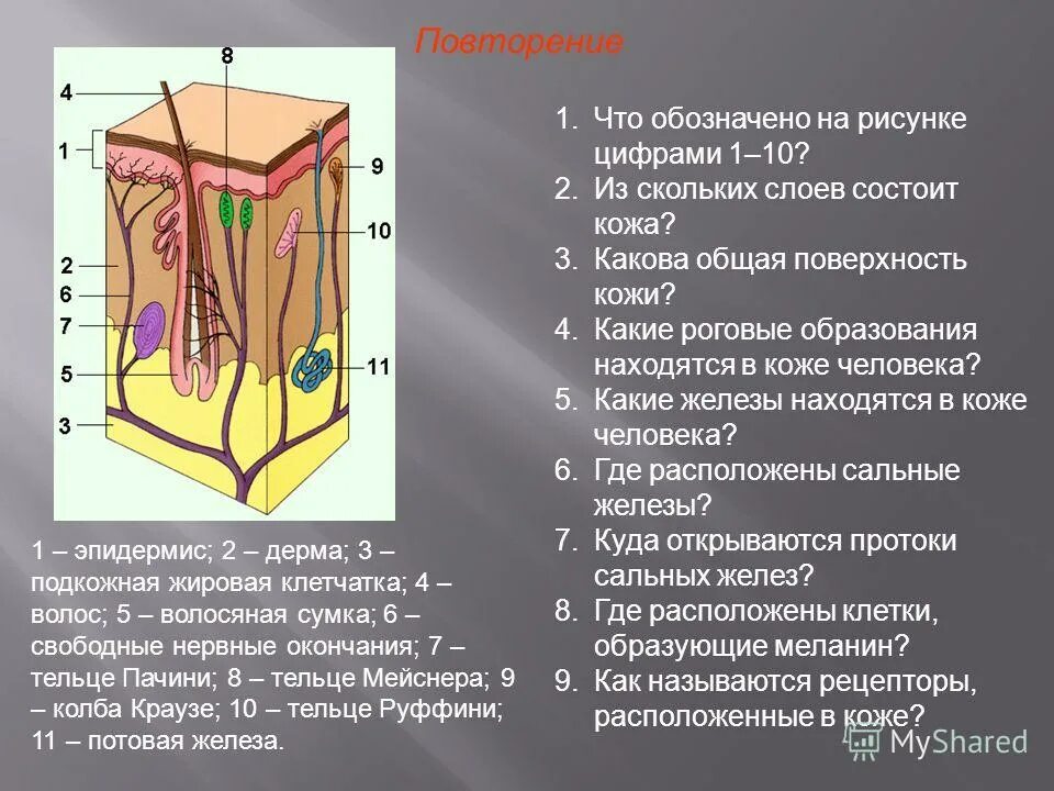 послойное строение ногтевой пластины. дорсальный слой ногтевой пластины. строение материковой земной коры. строение кожи 3 слоя. из чего состоит внутреннее ядро.