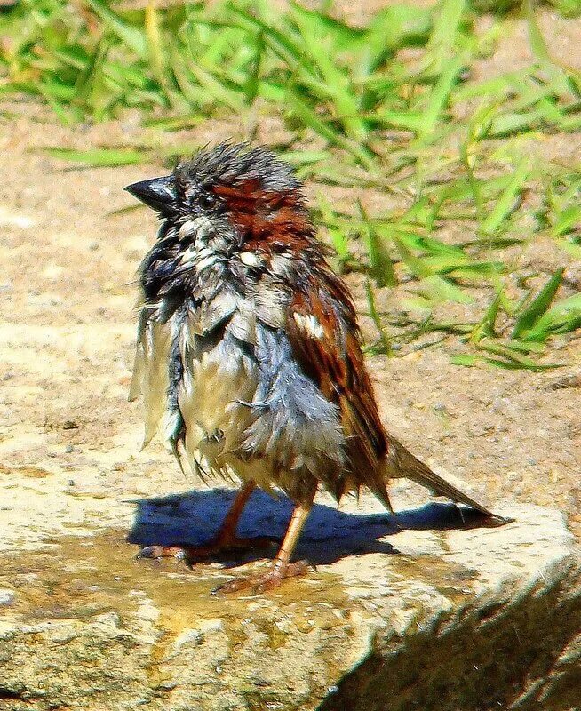 вопросы к рассказу растрёпанный воробей. вопросы к рассказу растрепанный воробей. растрепанный воробей иллюстрации. растрёпанный воробей план рассказа. кроссворд по растрепанный воробей.
