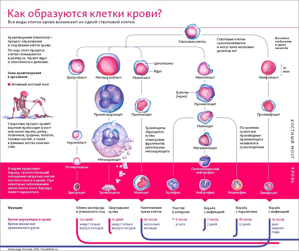 Сколько клеток крови. Схема кроветворения из стволовой клетки. Схема развития клеток крови животных. Деление клеток крови схема. Три основных типа клеток крови.