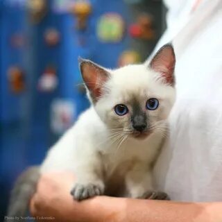 Тайский котенок в добрые