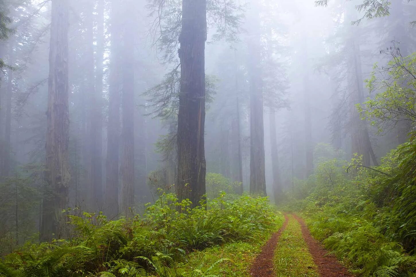 Мистический лес. Лес кор. Водопад фея глен. Гоблинкорн эстетика. Лес кор.