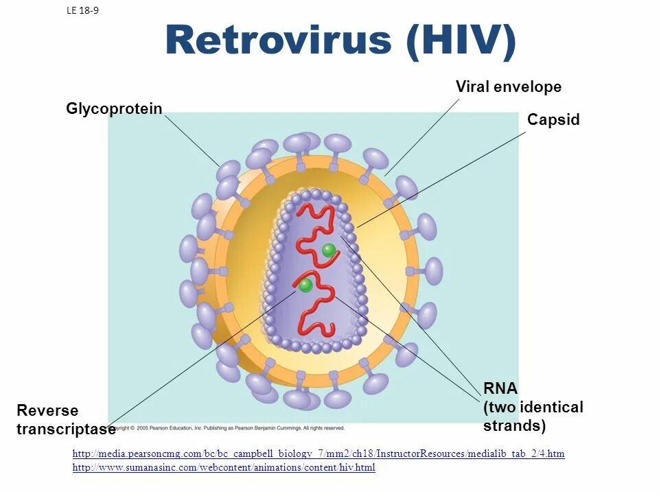 Lentivirus семейства Retroviridae. Ретровирус строение вируса. РНК вирусы ретровирусы. Семейство ретровирусы (Retroviridae).