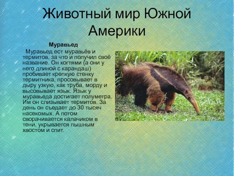 Доклад про муравьеда. Гигантский муравьед. Муравьед на каком материке. Муравьед на каком материке. Животный мир южной америки.