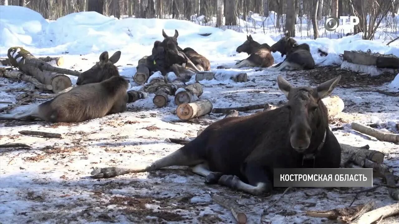 парк лосиный остров лось. тропы лося. лось. места лось кустарник. стадо косуль.