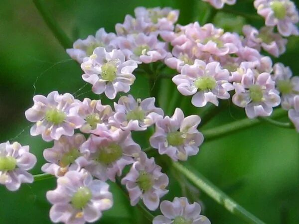 вздутоплодник мохнатый купить" - Результаты поиска - Яндекс.Маркет