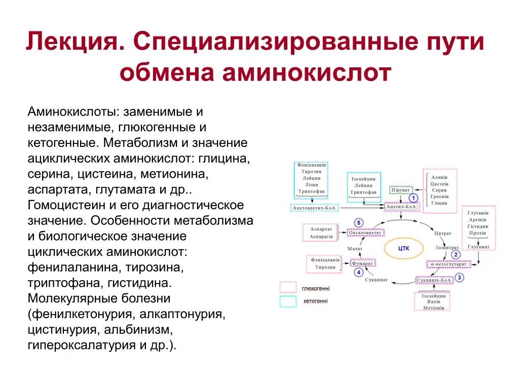 Общие пути метаболизма аминокислот. Специализированные пути. Пути обмена аминокислот. Общие пути обмена аминокислот биохимия. Обмен аминокислот лекция.