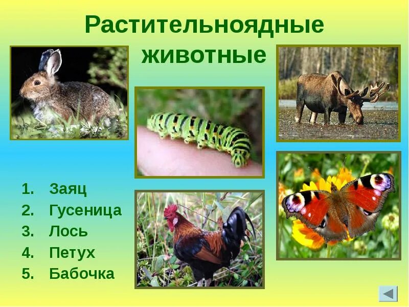 Два примера растительноядных животных