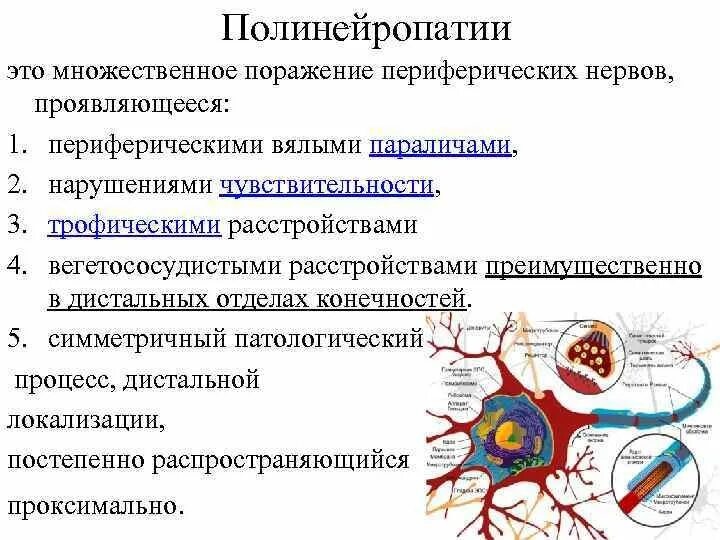 Алкогольная полинейропатия мкб 10. Симптомы поражения периферических нервов неврология. Синдром полинейропатии клинически проявляется. Синдром поражения периферического нерва. Патогенез поражения периферический нервной системы.