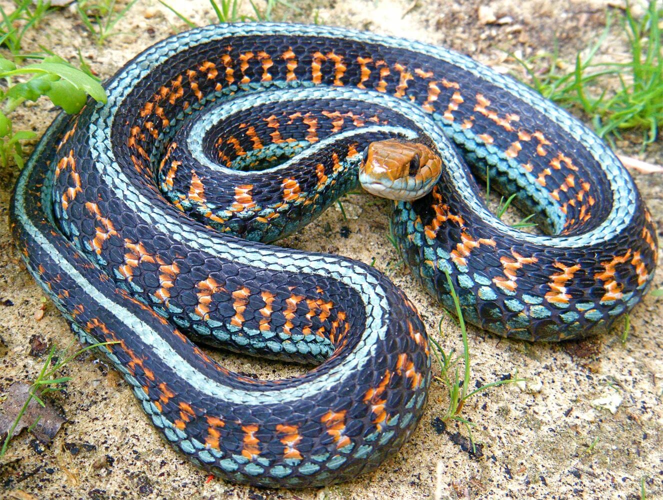 Подвязочная змея (Thamnophis sirtalis). Калифорнийская Краснобокая подвязочная змея. Thamnophis sirtalis infernalis. Королевская ошейниковая змея.