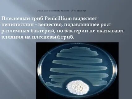 Пеницилл и бактерии
