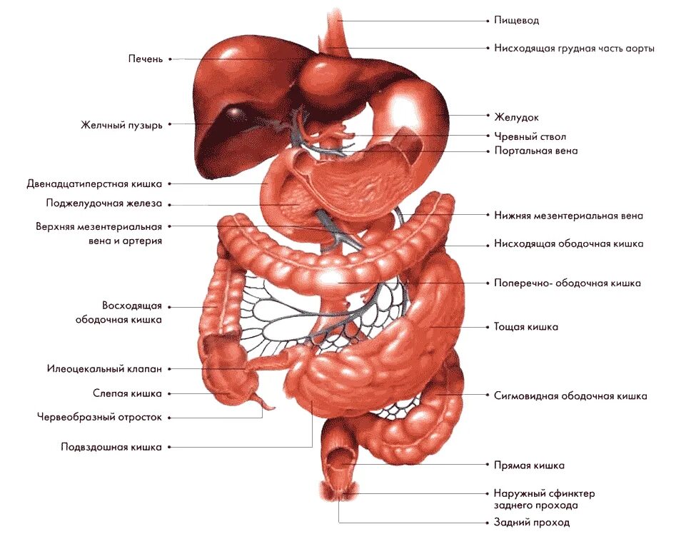 Органы желудок кишечник печень. Анатомическое строение желудочно-кишечного тракта. Строение ЖКТ человека схема. Строение желудочно-кишечного тракта человека схема. Строение желудка и кишечника.