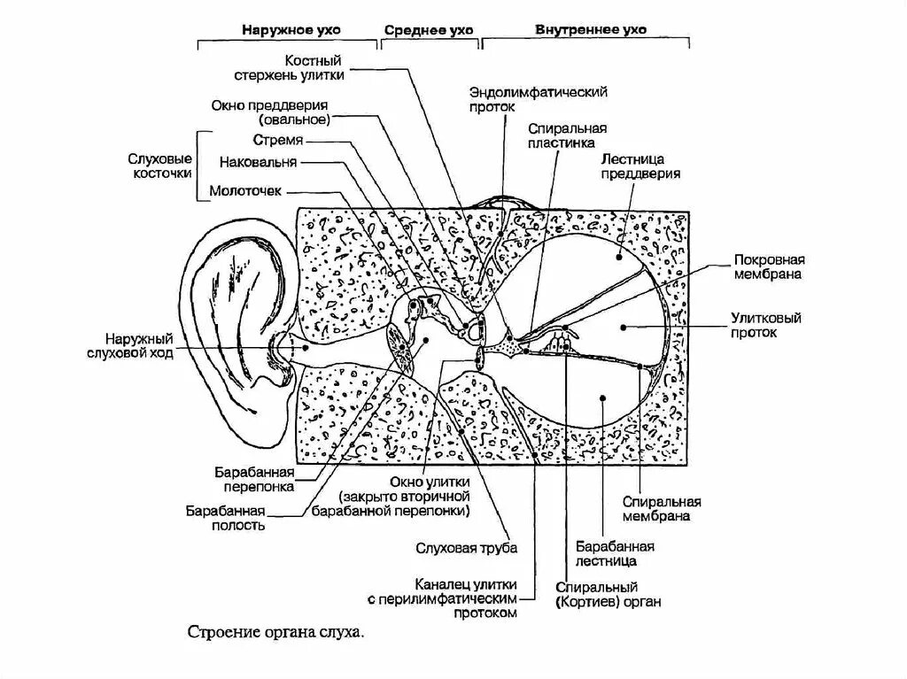 Схема полости среднего уха. Барабанная полость среднего уха схема. Среднее ухо анатомия стенки. Стенки барабанной полости анатомия. Окно улитки расположено