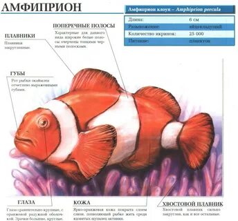 Внешнее строение аквариумных рыбок