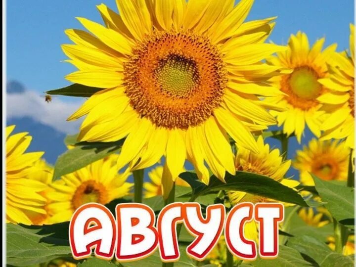8 августа картинки с надписями. 08 08 08 помним. Стихи про август красивые. Открытки 10 августа. 10 августа именины.