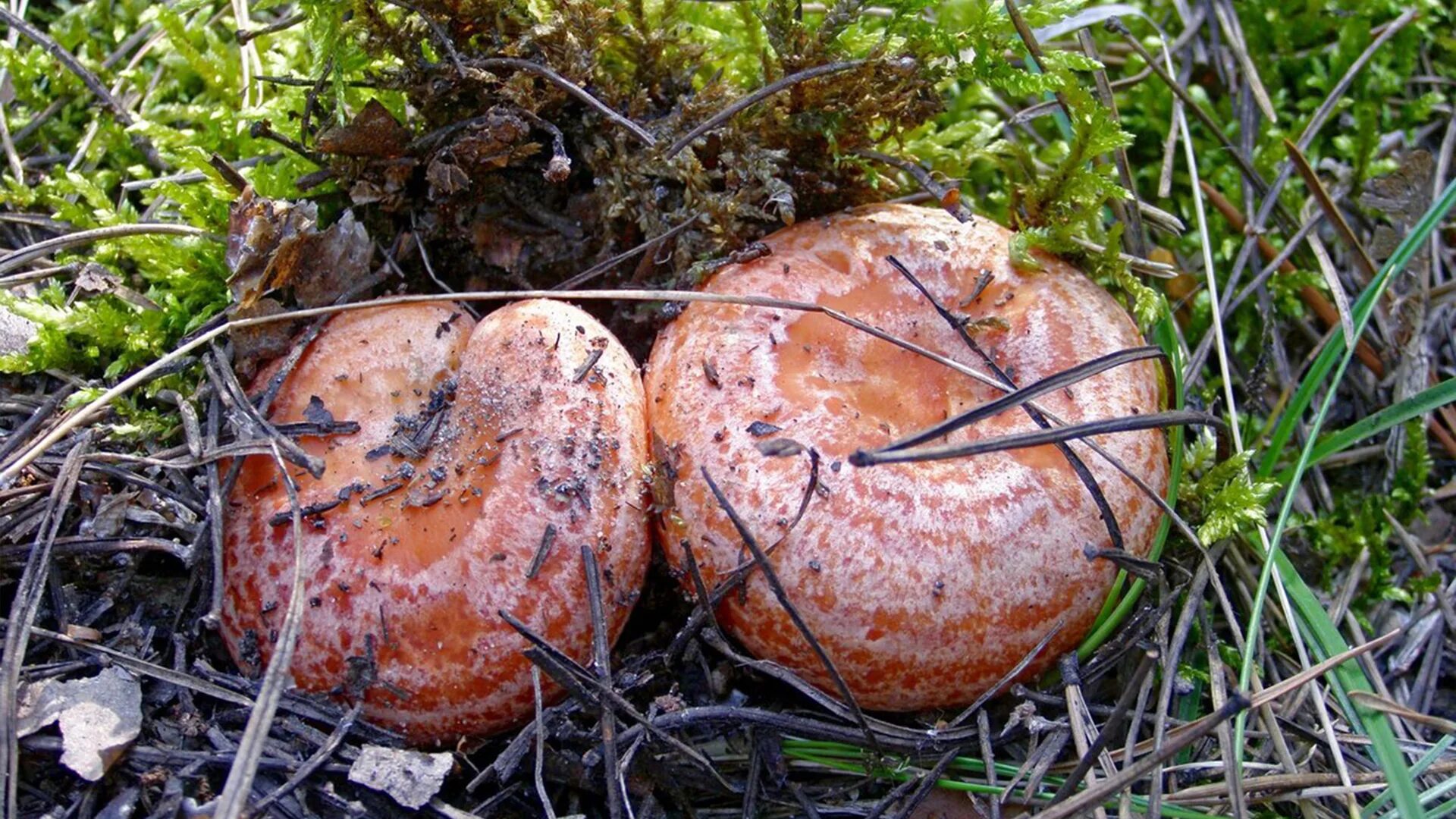 Осень рыжики. Рыжик Сосновый/Боровой (Lactarius deliciosus);. Рыжики грибы. Сосновый Бор рыжики. Рыжики боровые и еловые.