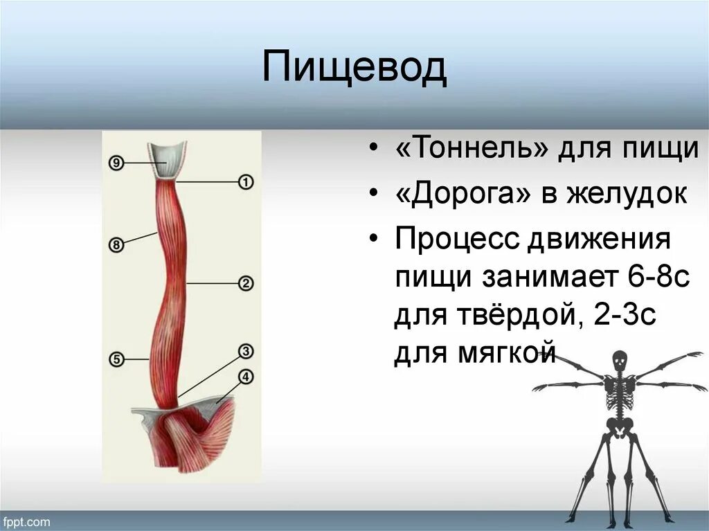 Движение пищи по пищеводу. Пищевод 3 класс. Пищевод 4 класс окружающий. Пищевод человека 4 класс окружающий мир. Функции пищевода человека.