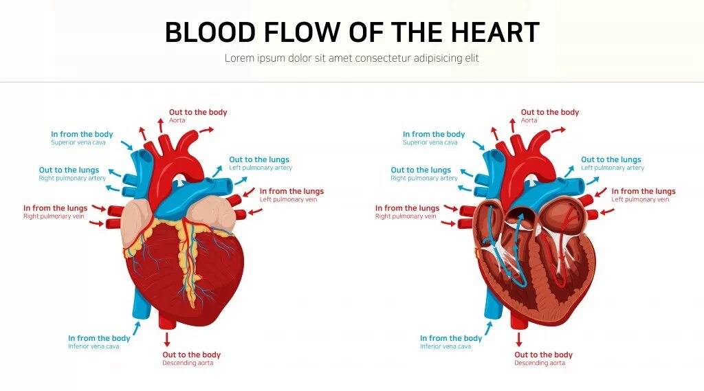 Поток крови в сердце. Heart Blood Flow. Кровь в сердце смешанная. Плохая проходимость крови в сердце.