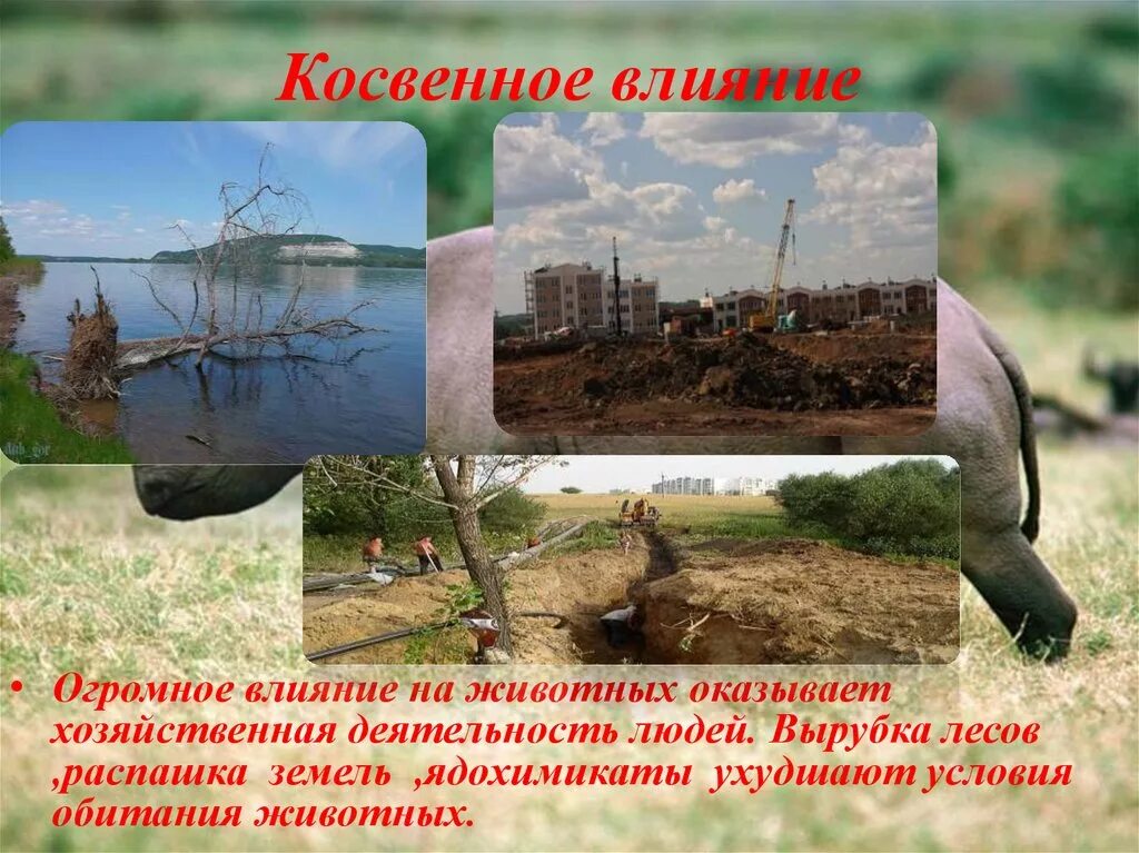 Косвенное влияние на организмы оказывает. Косвенное воздействие человека на животных. Прямое и косвенное влияние человека на животных. Косвенное влияние. Косвенное влияние человека.