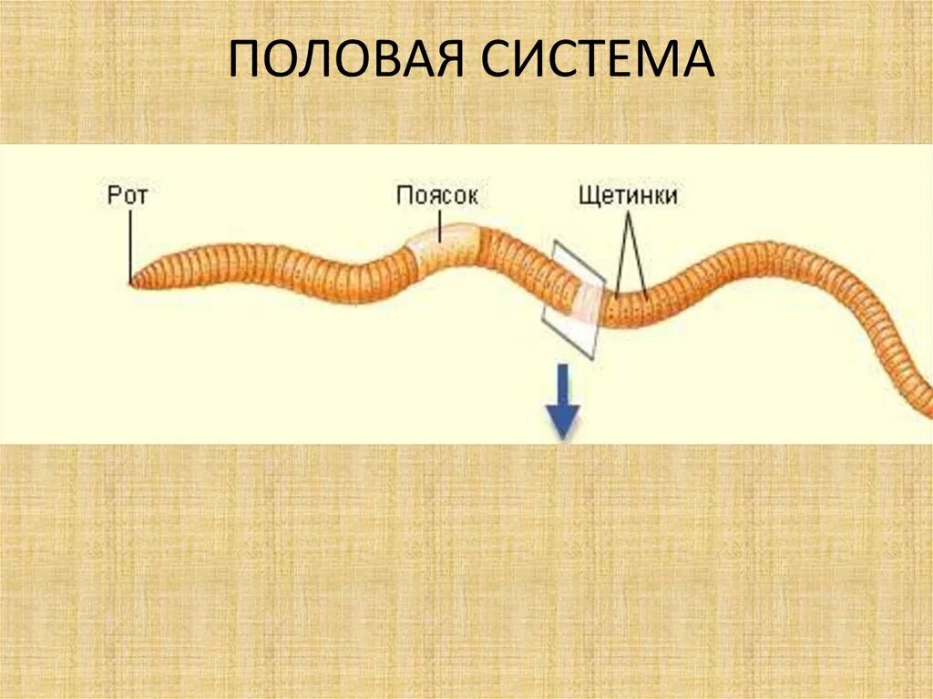 Круглые черви половая система. Половая система круглых червей. Половые органы круглых червей. Женская половая система круглых червей.