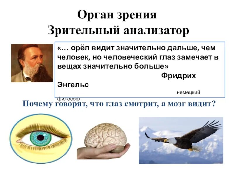 Орган зрения. Орган зрения презентация. Орган зрения и зрительный анализатор. Зрительный анализатор презентация.