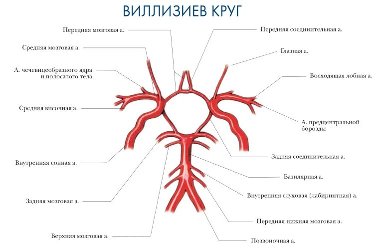 Что значит вариант развития виллизиева круга. Кровообращение головного мозга виллизиев круг. схема артериального круга головного мозга. кровоснабжение головного мозга анатомия виллизиев круг. схема кровообращения головного мозга виллизиев круг.