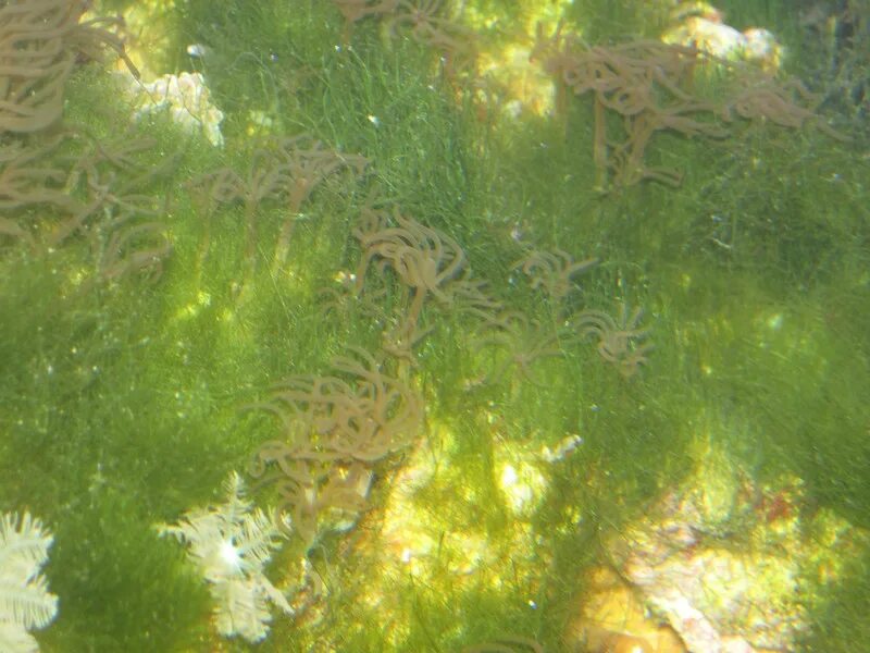 Водоросли для аквариума. Akvarium s vodroslyami. Живые водоросли. Красные водоросли в аквариуме. Водоросли нори в природе.