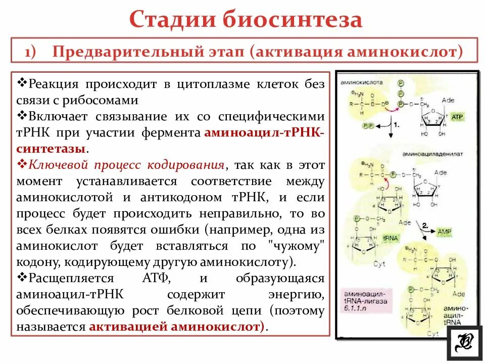 Синтез белка фаза. Этапы синтеза белка биохимия. Этапы синтеза белка активирование аминокислот. Этапы биосинтеза белка активация. Активация и рекогниция аминокислот.