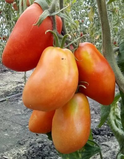 Томат маняша фото. Сорт помидор настенька. Томат маняша семена алтая характеристика. Томат данко. Томат настенька семена алтая.