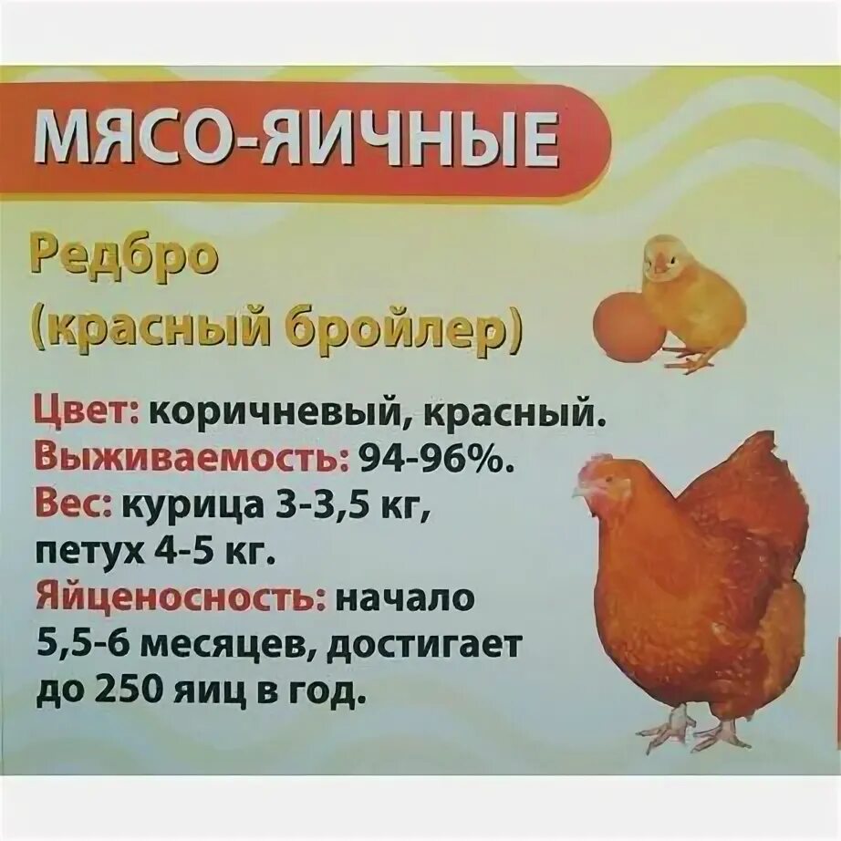 Характеристика кур породы редбро: найдено 90 картинок