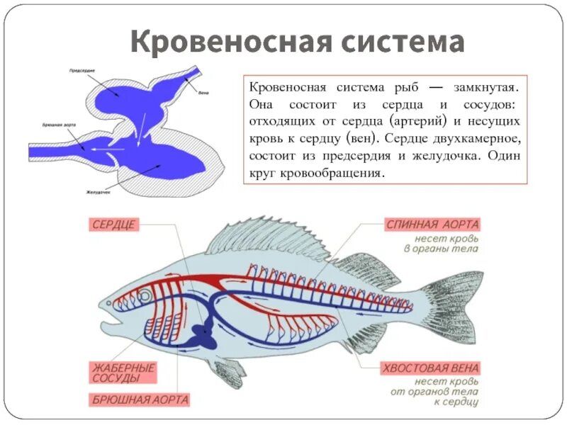 У рыб 1 круг кровообращения. Схема строения кровеносной системы костной рыбы. Надкласс рыбы кровеносная система. Кровеносная система рыб замкнутая или незамкнутая. Кровеносная система рыб 7 класс.