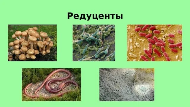 Дождевой червь редуцент или консумент. Дождевые черви редуценты. Редуценты сапротрофы деструкторы. Разрушители редуценты. Редуценты Разрушители грибы.