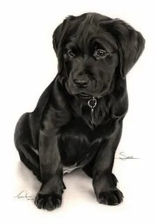 Рисунок лабрадора