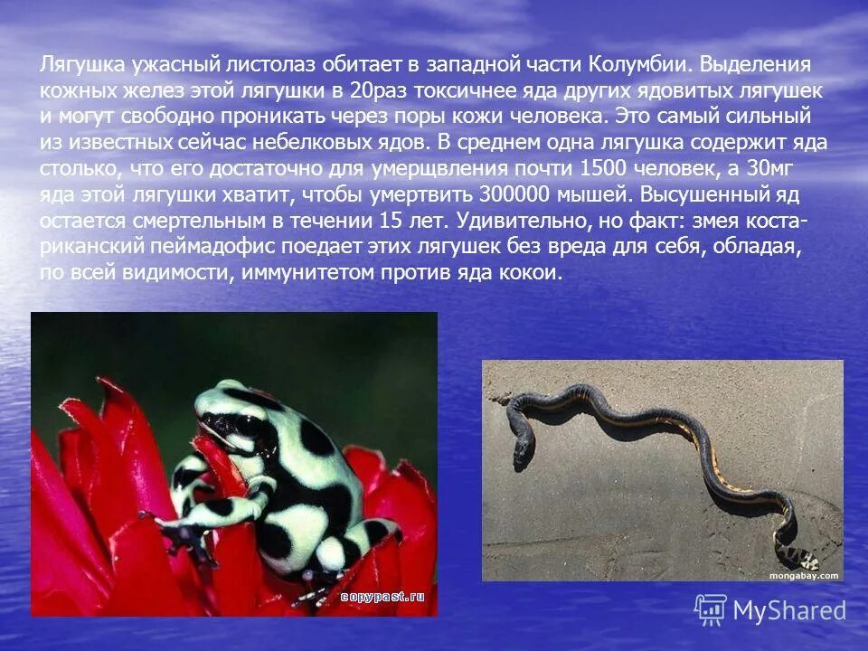 Интересные факты о лягушках. Удивительные факты о лягушках. ядовитые лягушки доклад. сообщение о ядовитых лягушках. сообщение на тему ядовитые лягушки.