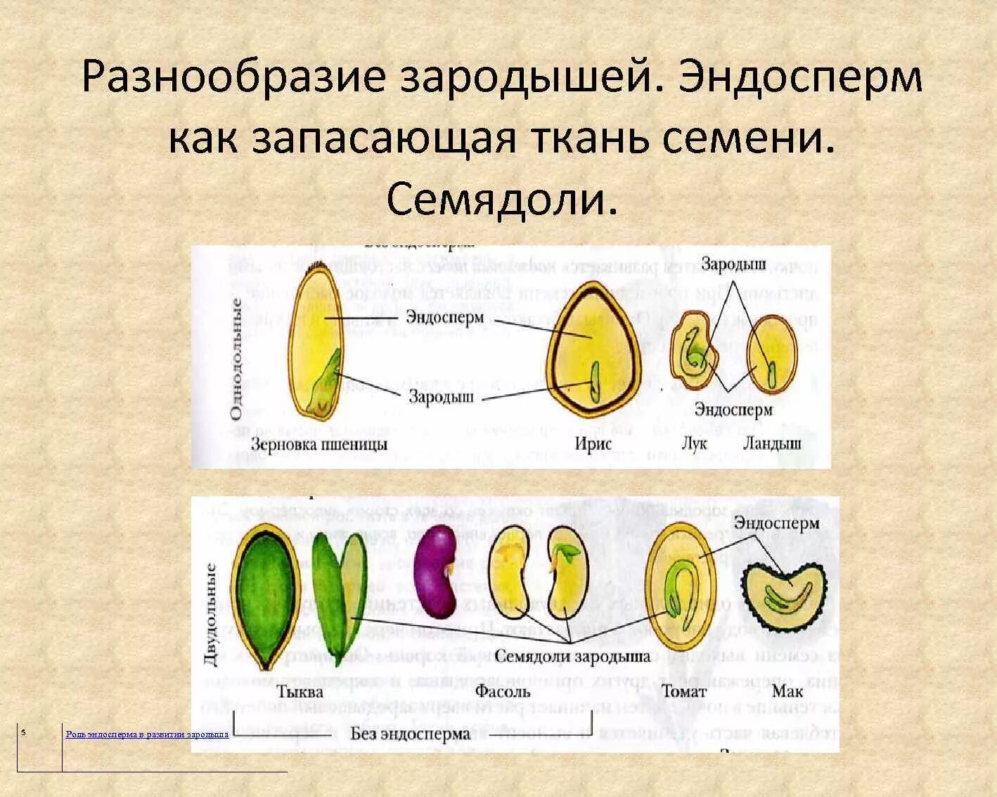 Эндосперм семядоли зародыш. Эндосперма и семядоли семян. Строение семени покрытосеменных растений. Семя двудольного растения эндосперм. Эндосперм семени образуется в результате