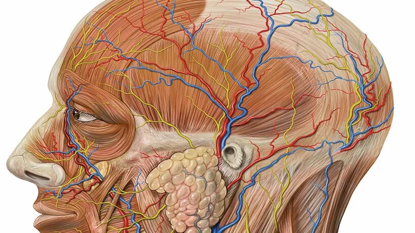 Кровеносные сосуды мозга. Артерии и вены головного мозга. Кровоснабжение головы. Венозное кровоснабжение головы.