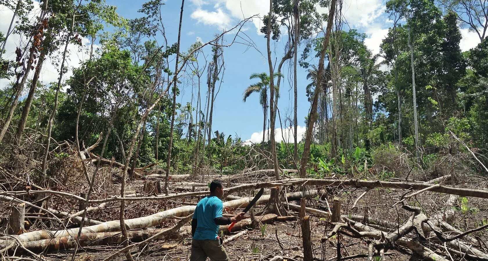 Тропические леса Танзании. Латинская Америка вырубка тропических лесов. Вырубка влажных тропических лесов. Разрушение тропических лесов. Проблема тропического леса