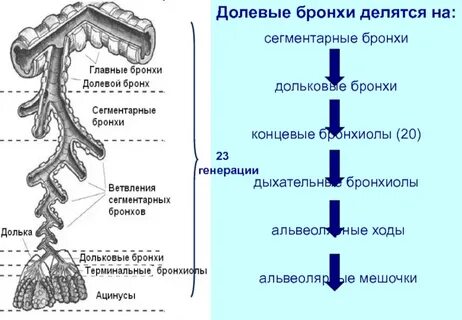 Сегментарные бронхи