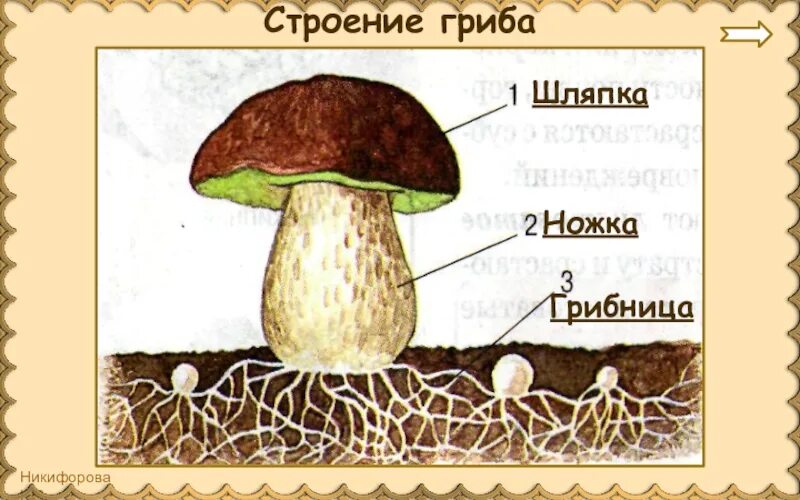 Схема строения шляпочного гриба. Строение шляпочного гриба рисунок. Рисунок схема шляпочного гриба. Строение гриба с грибницей.