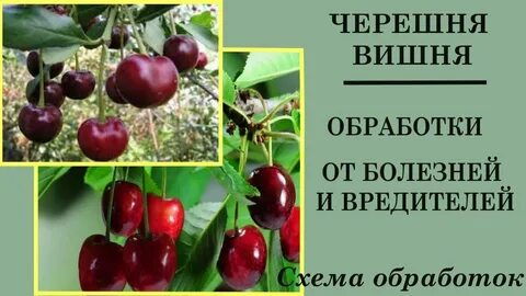 Вишня черешня весной