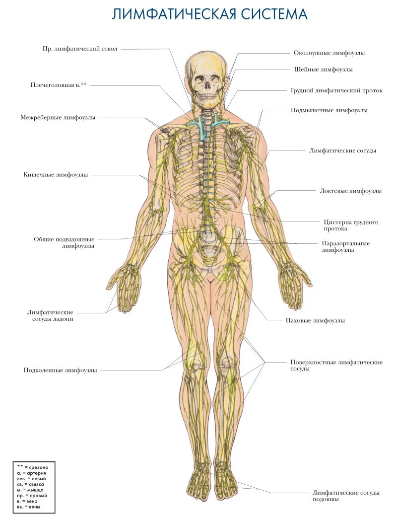 Лимфатическая система человека рис 61. Система лимфоузлов человека схема. Лимфатическая система человека схема движения лимфы анатомия. Структура лимфатической системы схема. Лимфосистема схема