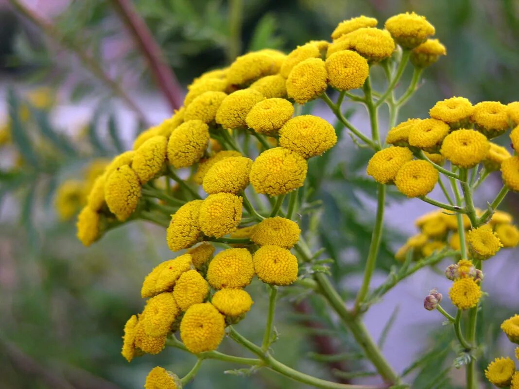 Пижма обыкновенная (Tanacetum vulgare). Пижма Хараджана. Марокканская пижма что это. Пижма соцветие.