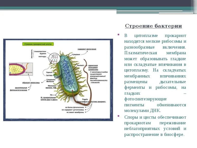 Прокариоты строение функции. Впячивания мембраны у бактерий. Строение клетки бактерии рибосомы. Включения прокариот. Строение бактерий впячивание мембраны.