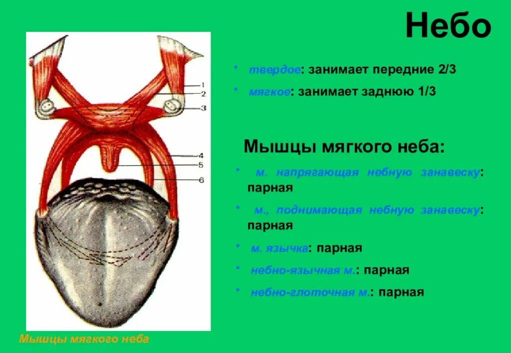 Поднятие мягкого неба. Назовите мышцы мягкого нёба.. Иннервация мышц мягкого неба.