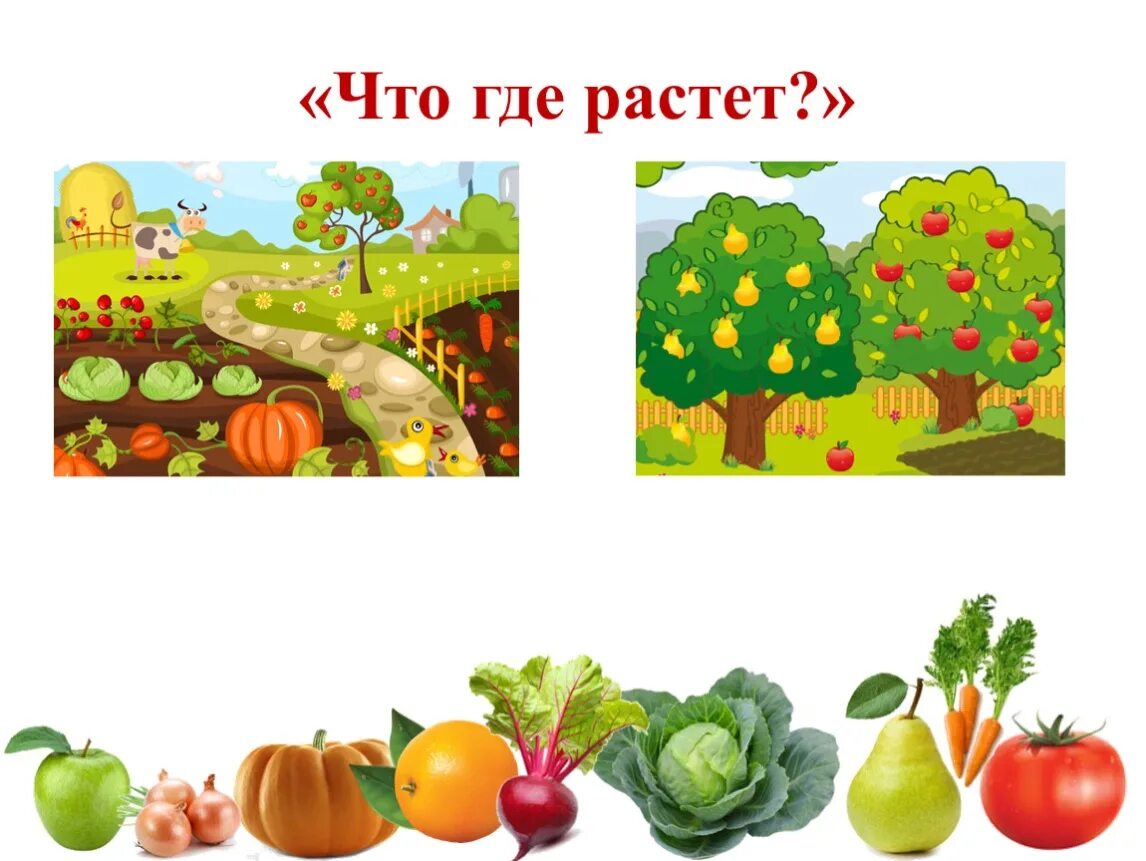 Тема недели сад огород. Дидактическая игра что где растет овощи и фрукты. Дид игры огород и сад овощи фрукты для детей. Игра дидактич "что растёт на грядке?" Цель. Фрукты для детского сада.