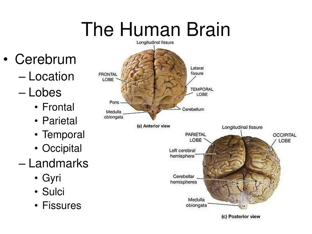 Human Brain Parts. Human Brain Project презентация. The Human Brain Cerebrum. Occipital gyri.