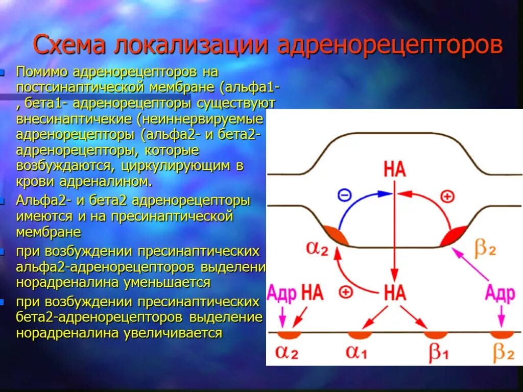 Альфа и бета адренорецепторы. Локализация а2 адренорецепторов. Бета 2 рецепторы локализация. Расположение бета 2 адренорецепторов. Пресинаптические а2 адренорецепторы.