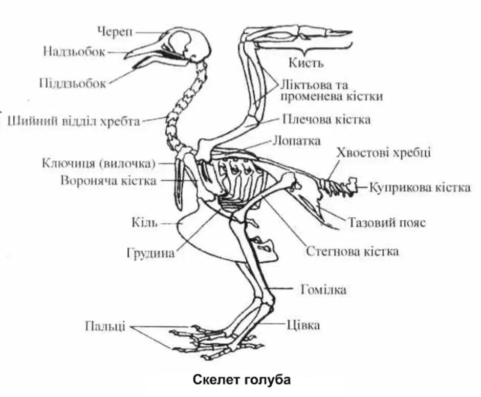 Скелет сизого голубя биология. Скелет птицы голубя. Скелет сизого голубя биология 7. Строение скелета голубя