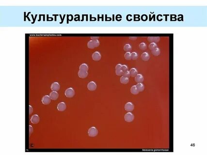 Кокки единичные
